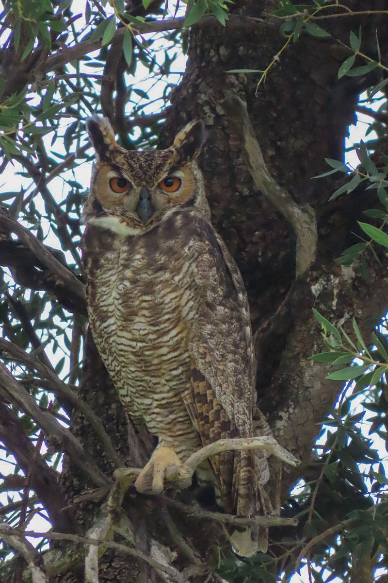 Great Horned Owl - ML619114144