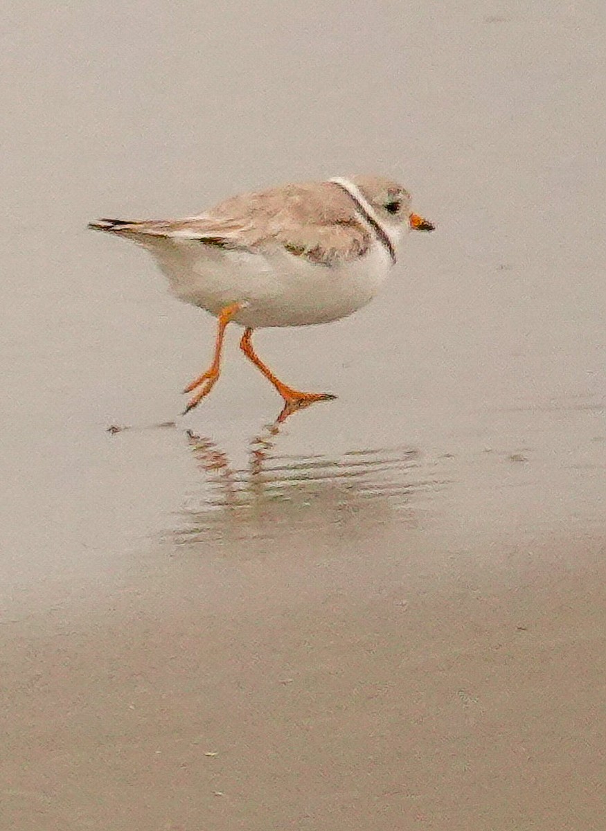 Piping Plover - ML619114170