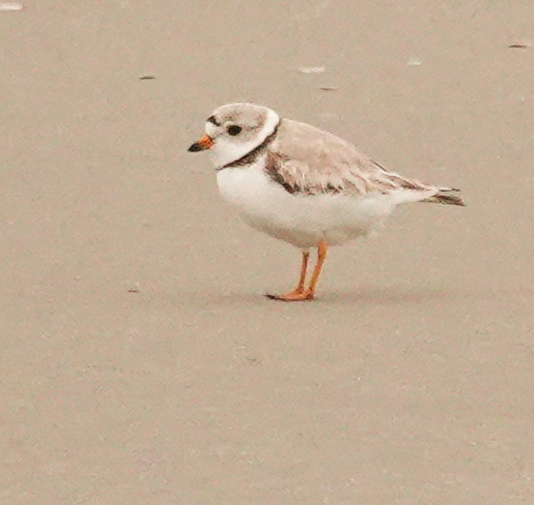 Piping Plover - ML619114172