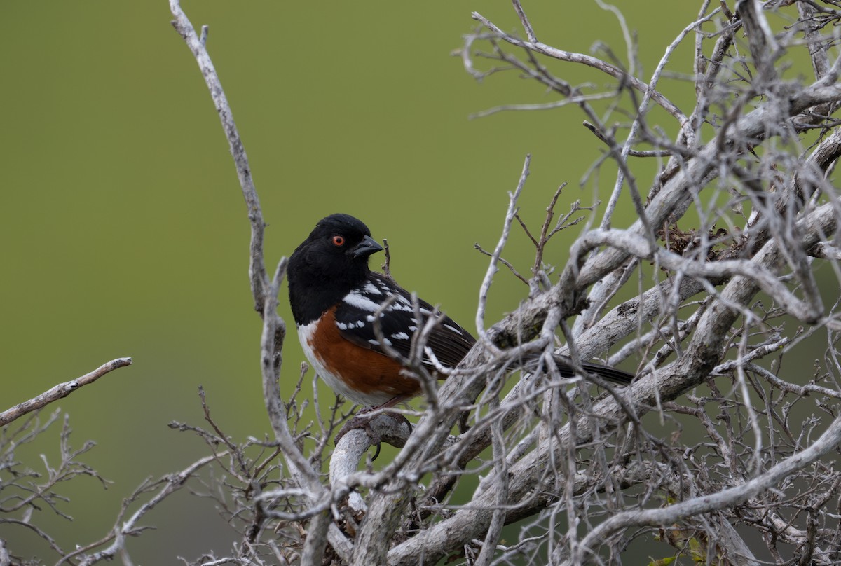 Spotted Towhee - ML619114209