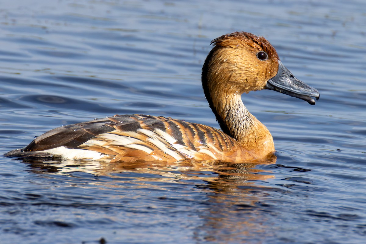 Fulvous Whistling-Duck - ML619114213