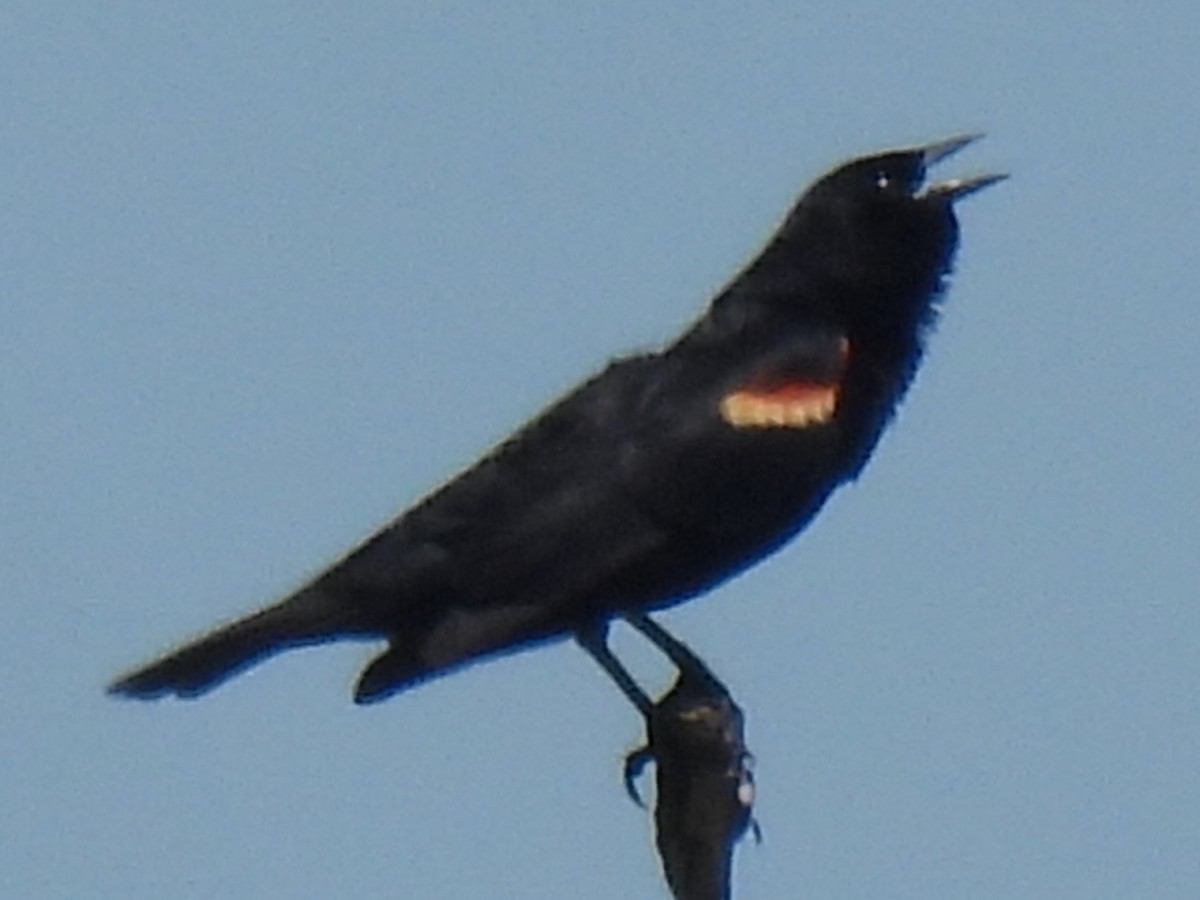 Red-winged Blackbird - ML619114423