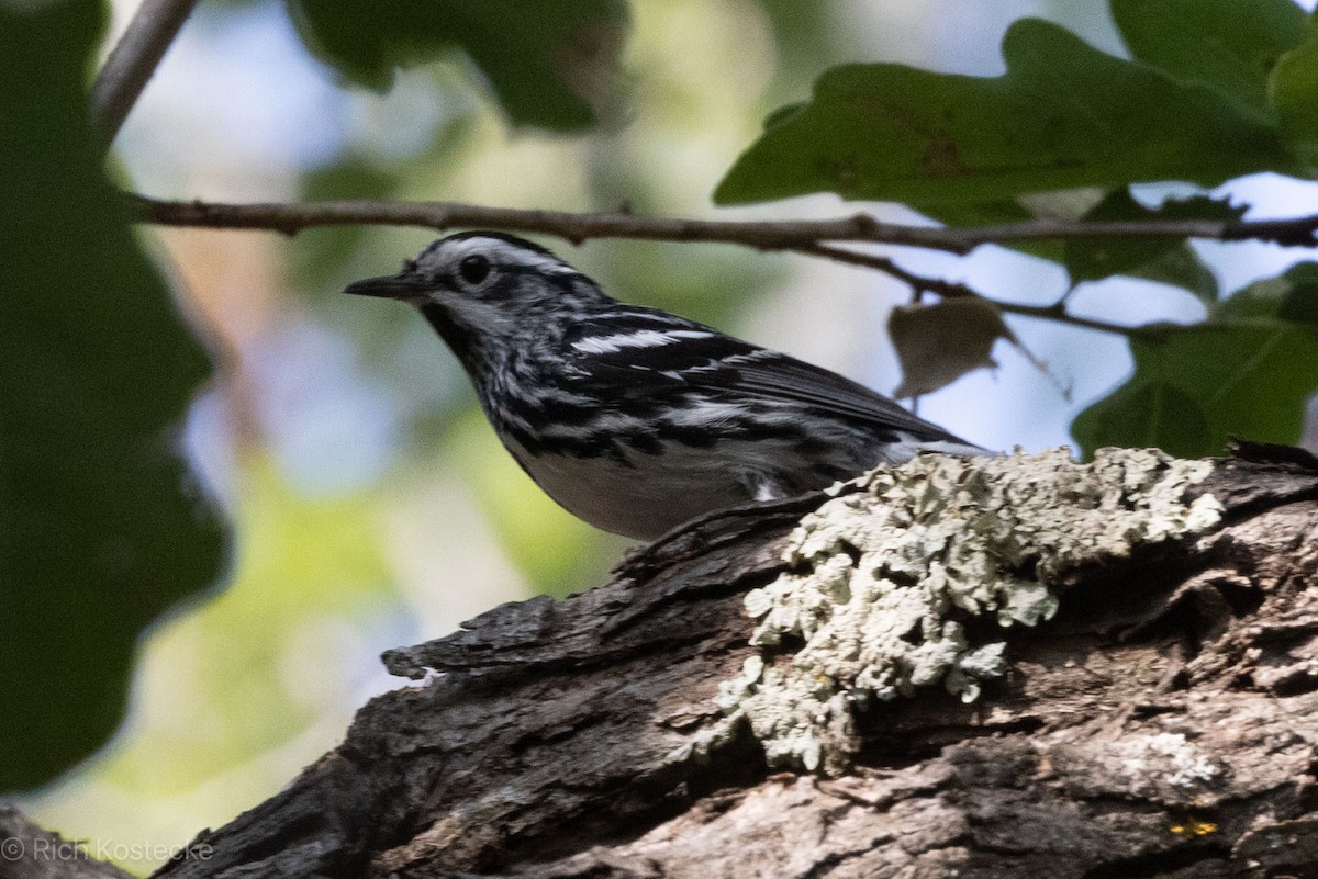 Black-and-white Warbler - ML619114497