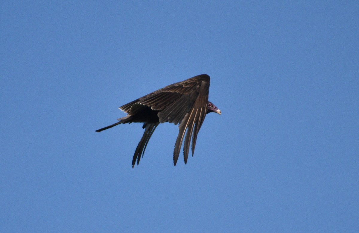 Turkey Vulture - ML619114501