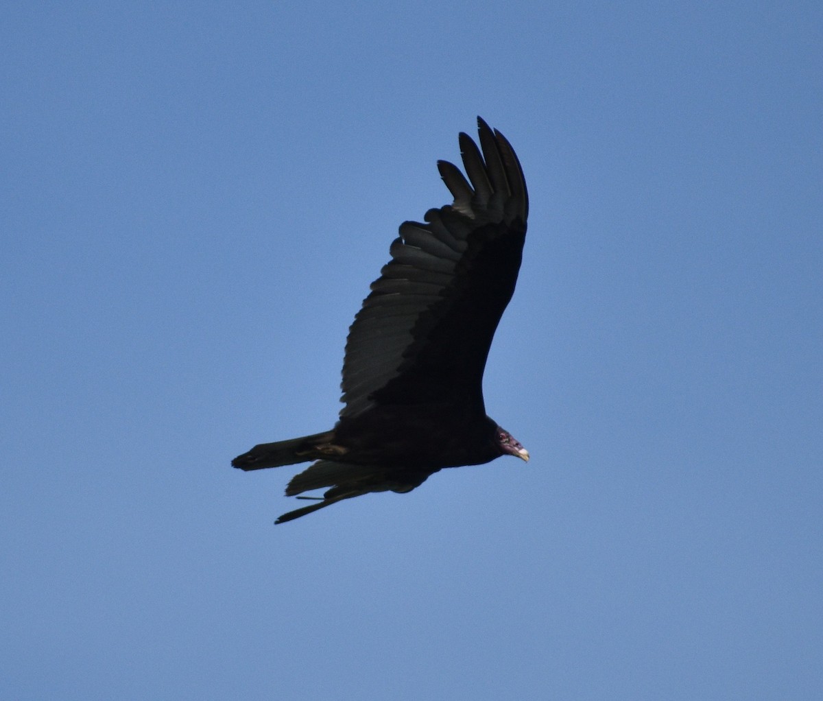 Turkey Vulture - ML619114502