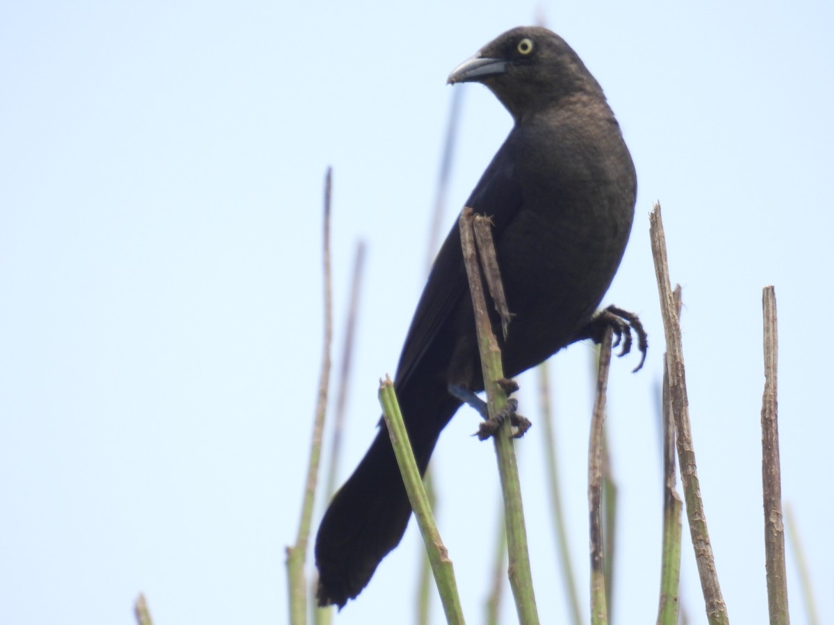 Great-tailed Grackle - ML619114531