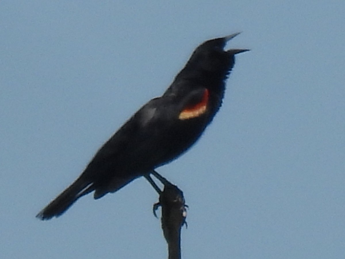 Red-winged Blackbird - ML619114573