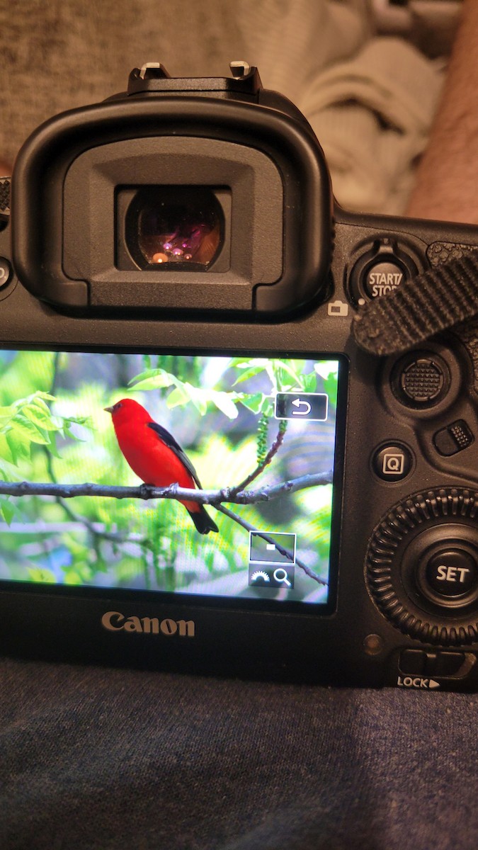 Scarlet Tanager - ML619114724