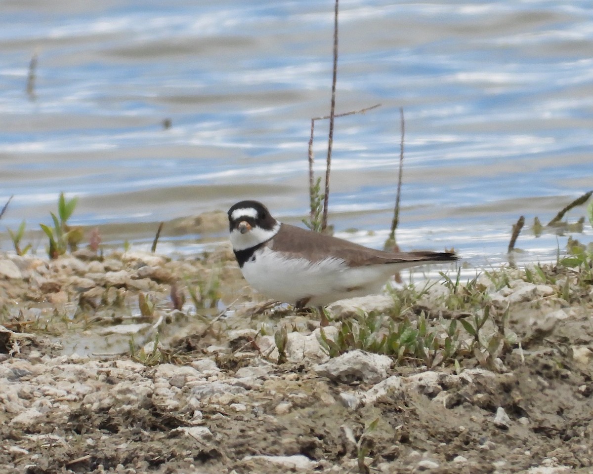 Semipalmated Plover - ML619114746