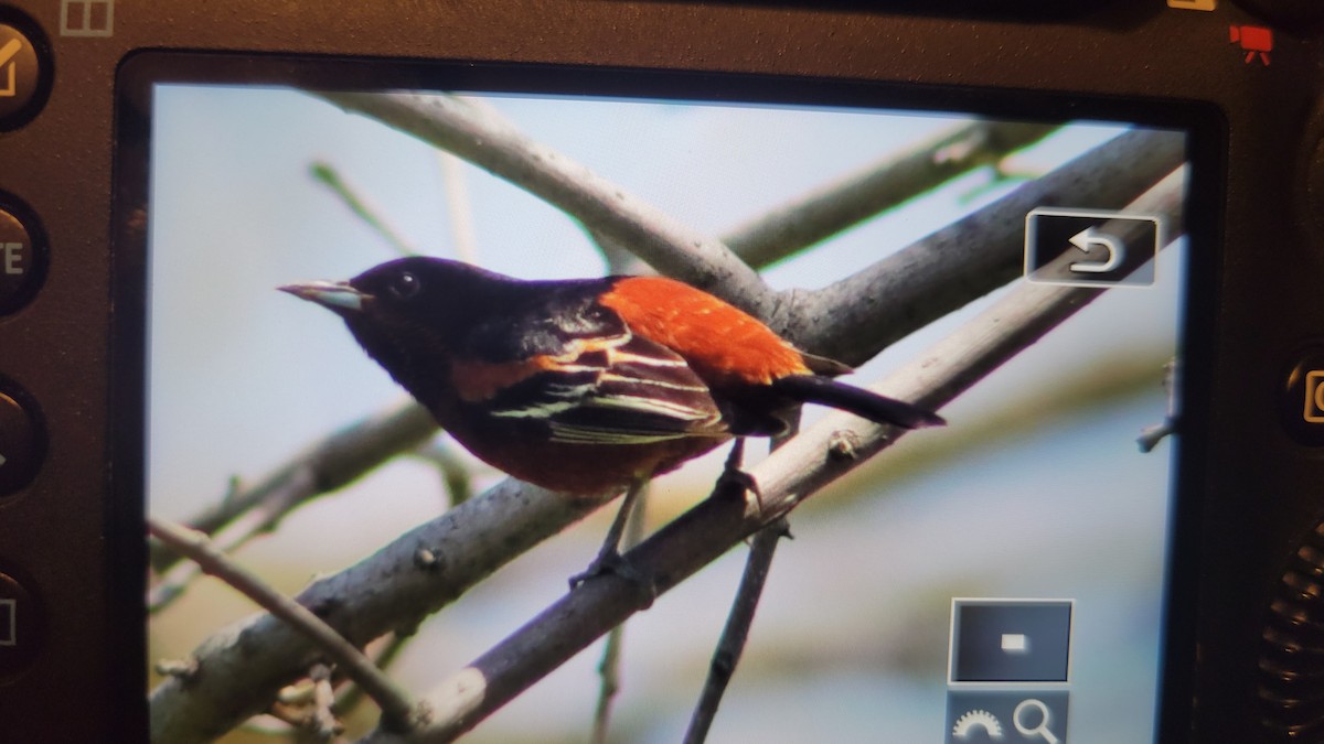 Orchard Oriole - ML619114749