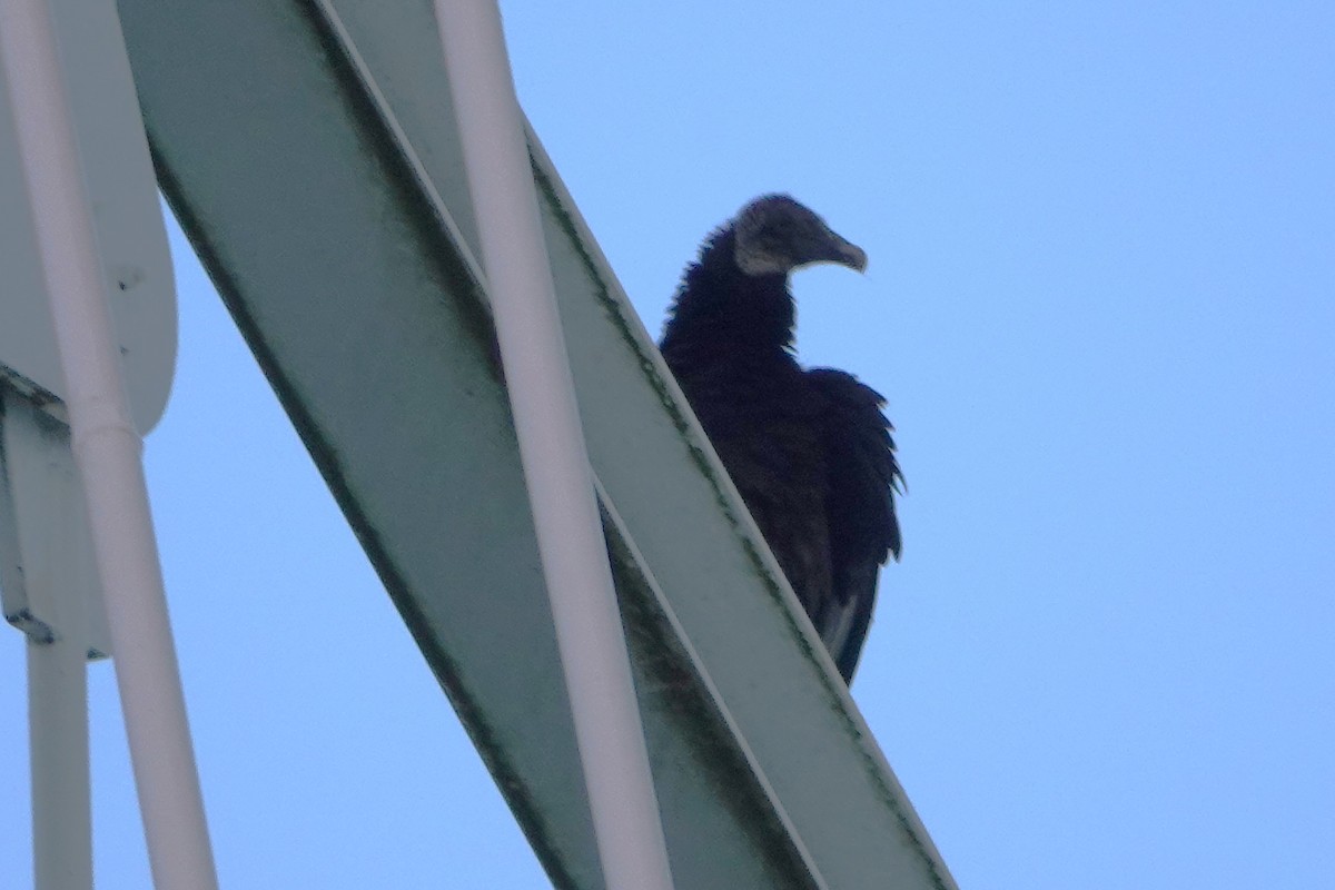Black Vulture - ML619114752