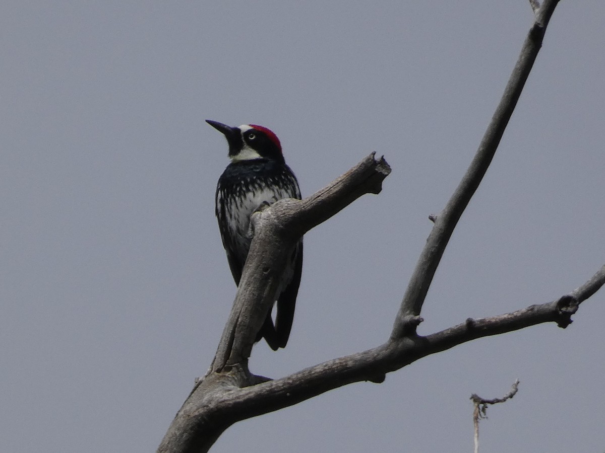 Acorn Woodpecker - ML619114806
