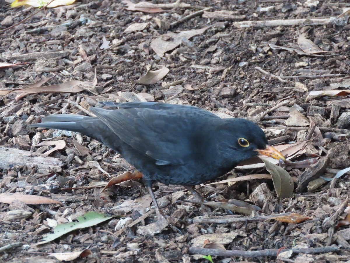 Eurasian Blackbird - ML619114841