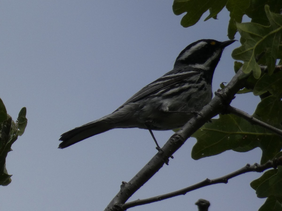 Black-throated Gray Warbler - ML619114842