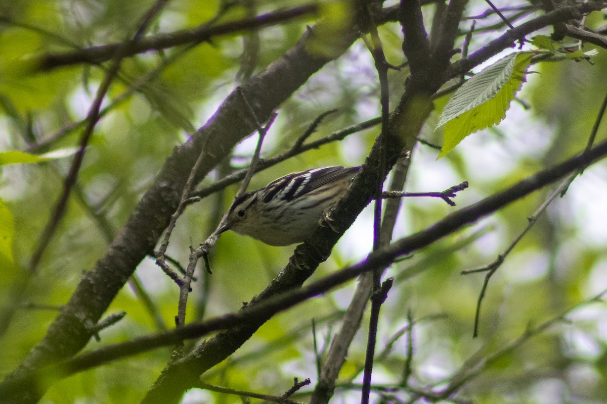 Black-and-white Warbler - ML619114877