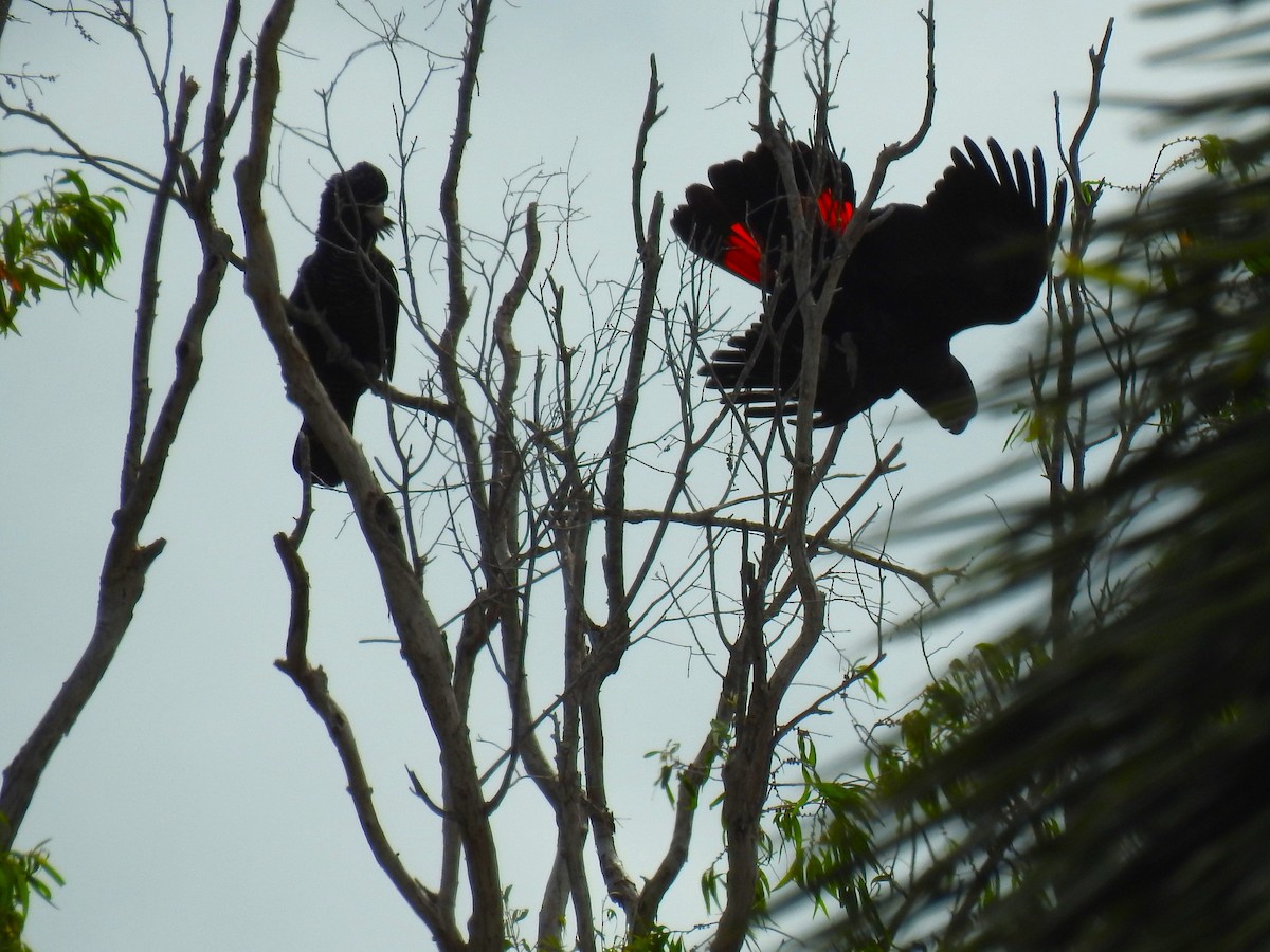 Red-tailed Black-Cockatoo - ML619114894