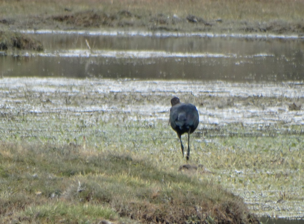 ibis andský - ML619114912