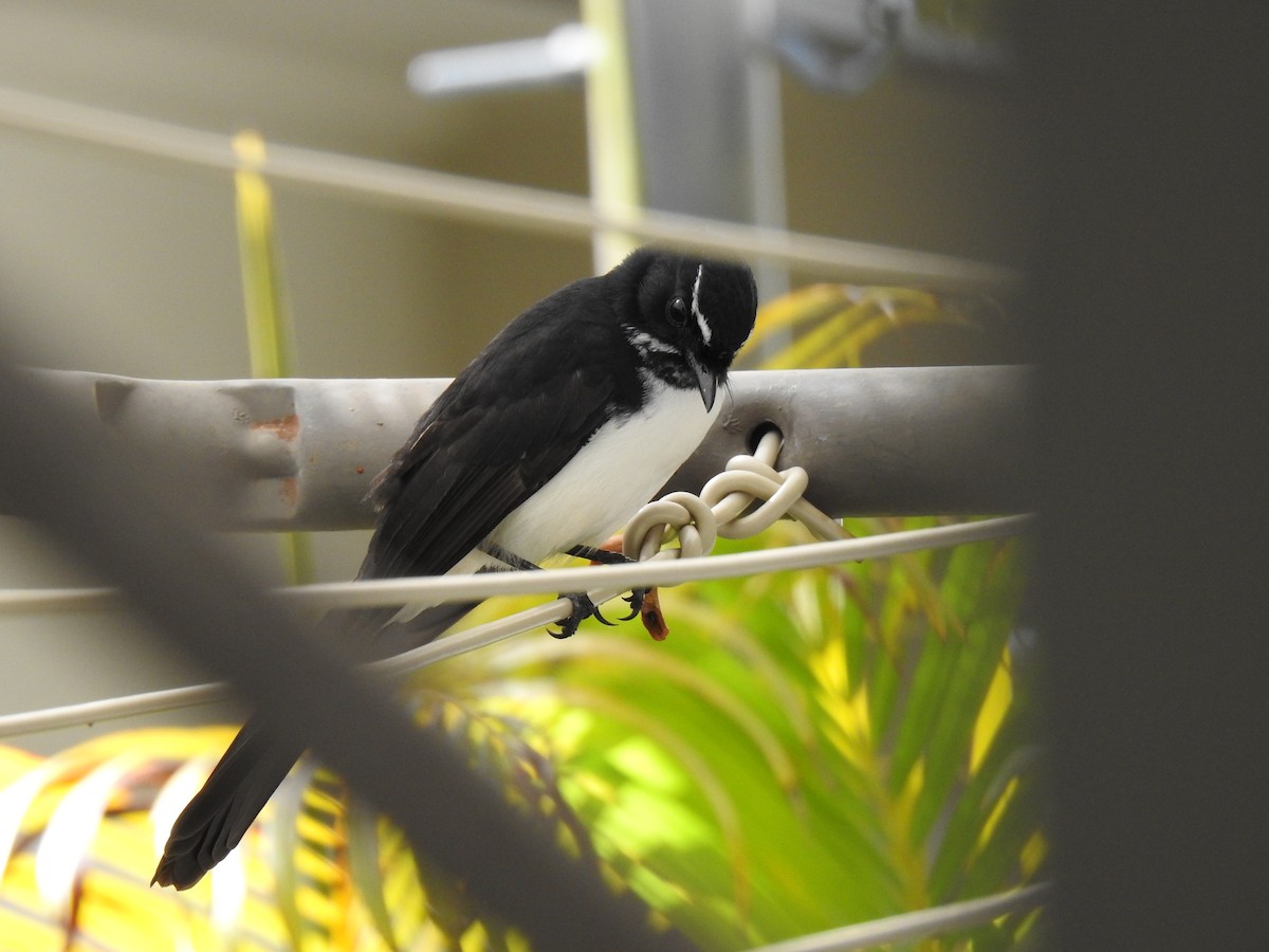 Willie-wagtail - ML619114921