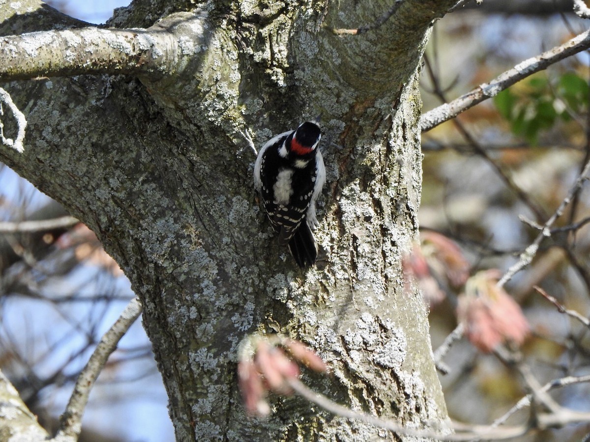 Downy Woodpecker - ML619114997