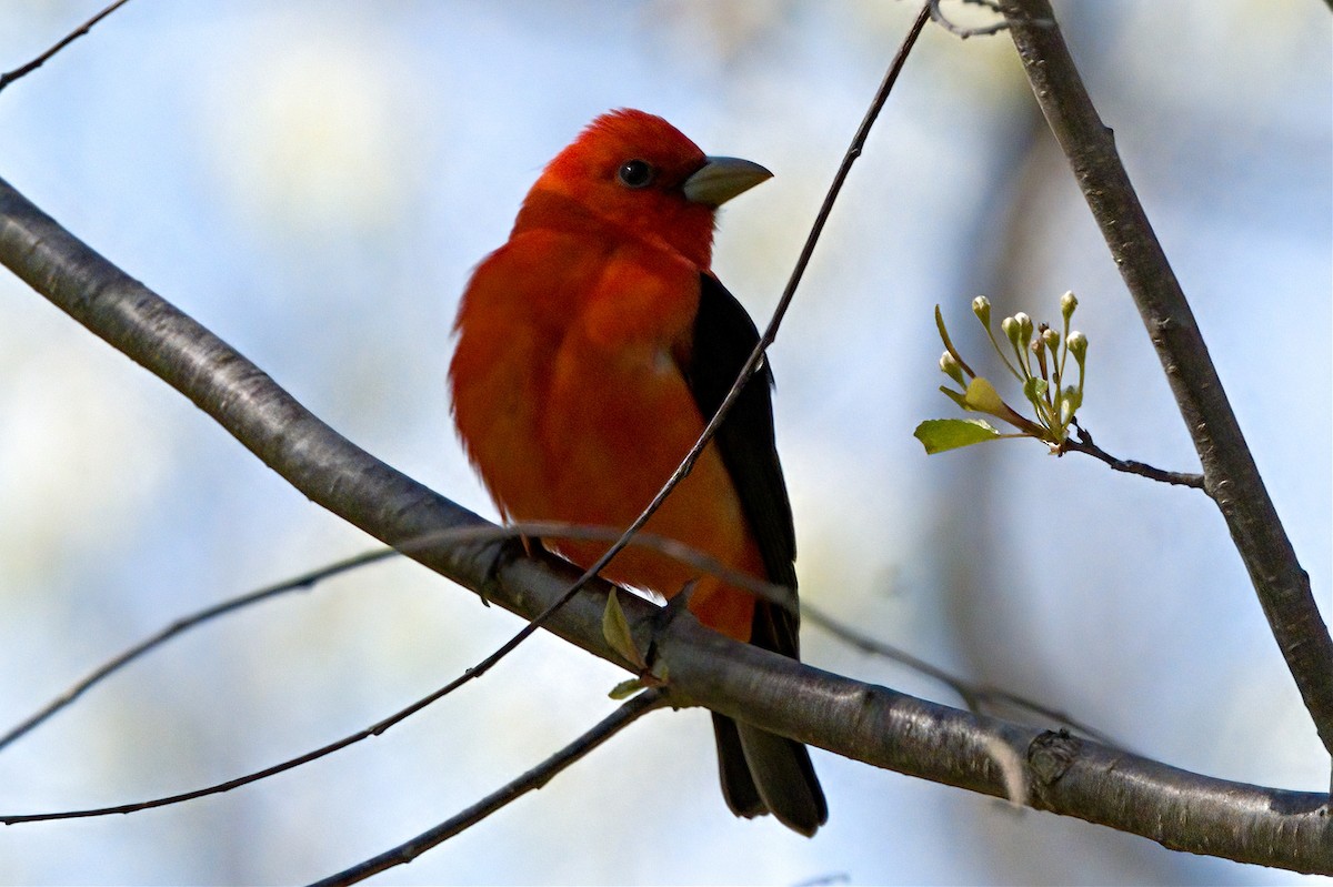 Scarlet Tanager - ML619115010