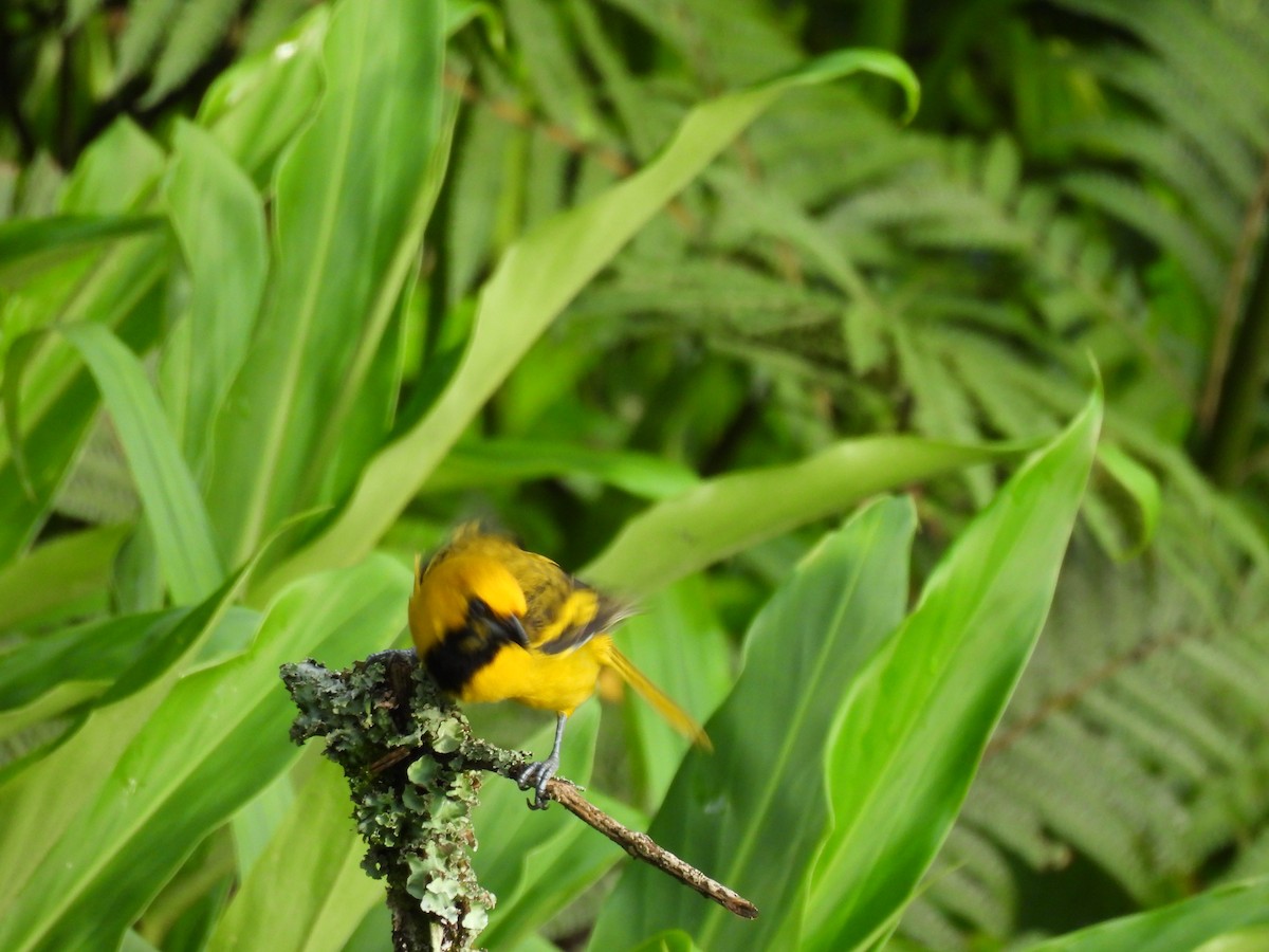 Yellow-tailed Oriole - ML619115021