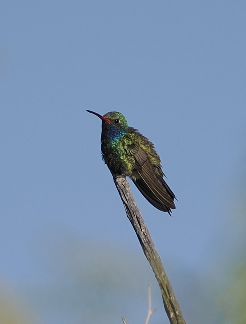Broad-billed Hummingbird - ML619115045