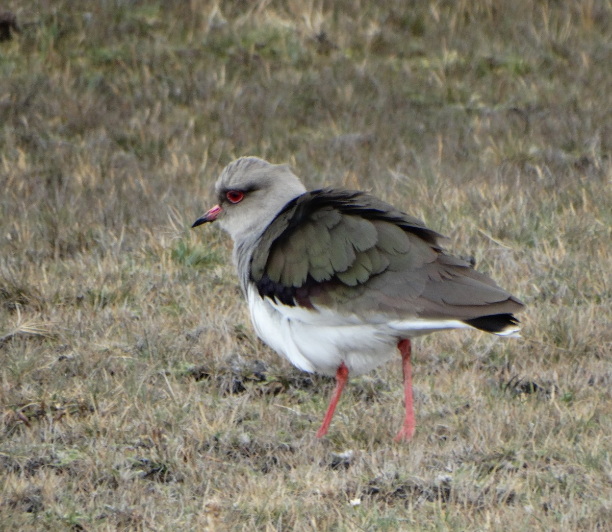 Andean Lapwing - ML619115047