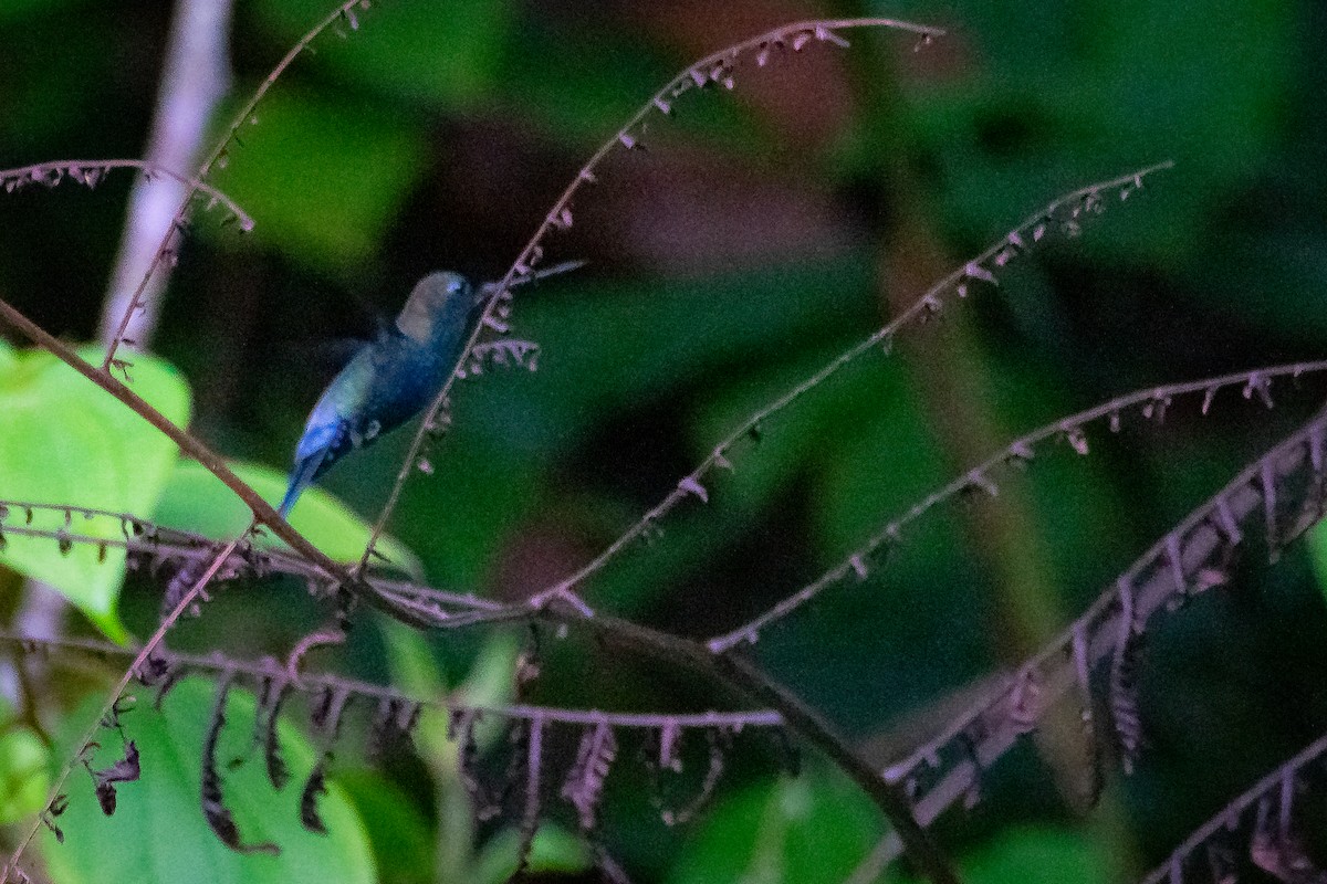 kolibřík modročelý - ML619115053