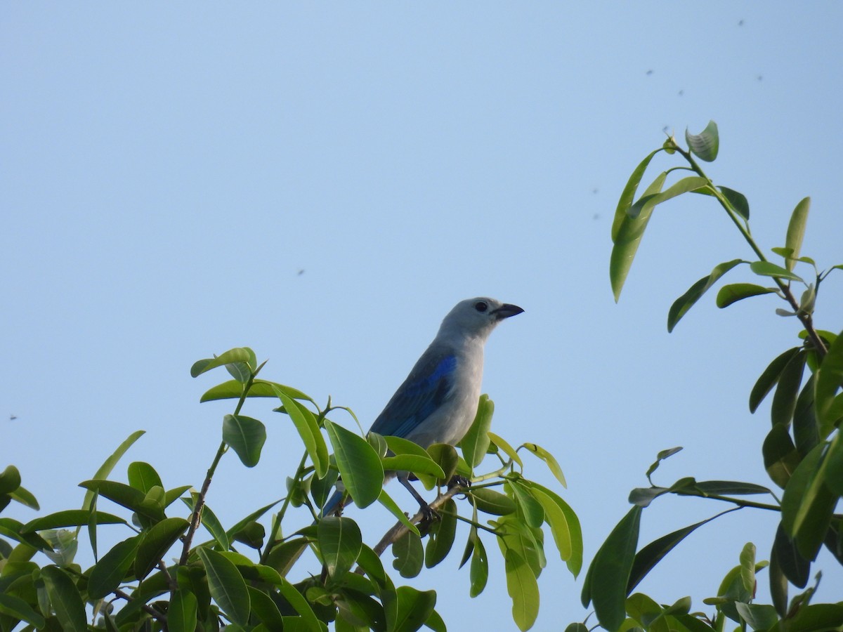 Blue-gray Tanager - ML619115089