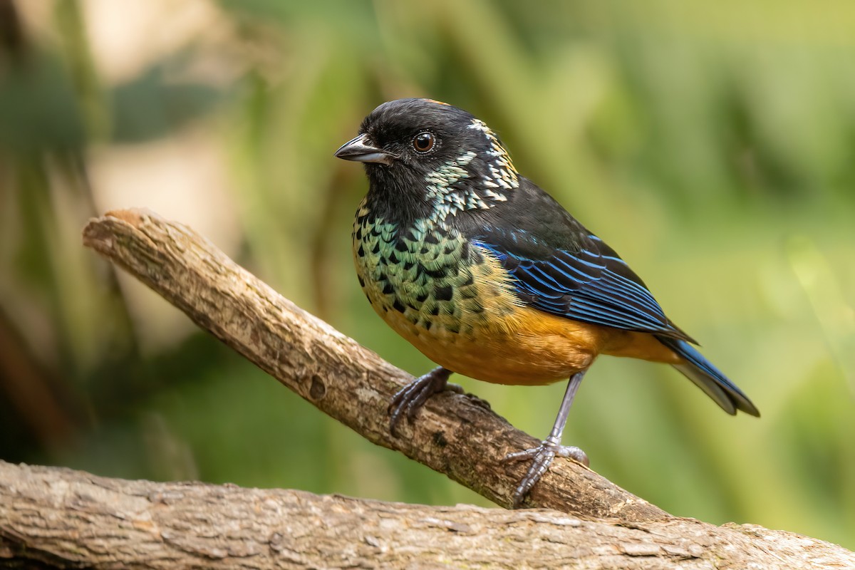 Spangle-cheeked Tanager - ML619115148