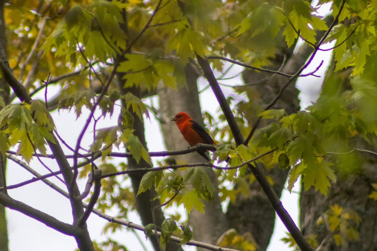 Scarlet Tanager - ML619115157