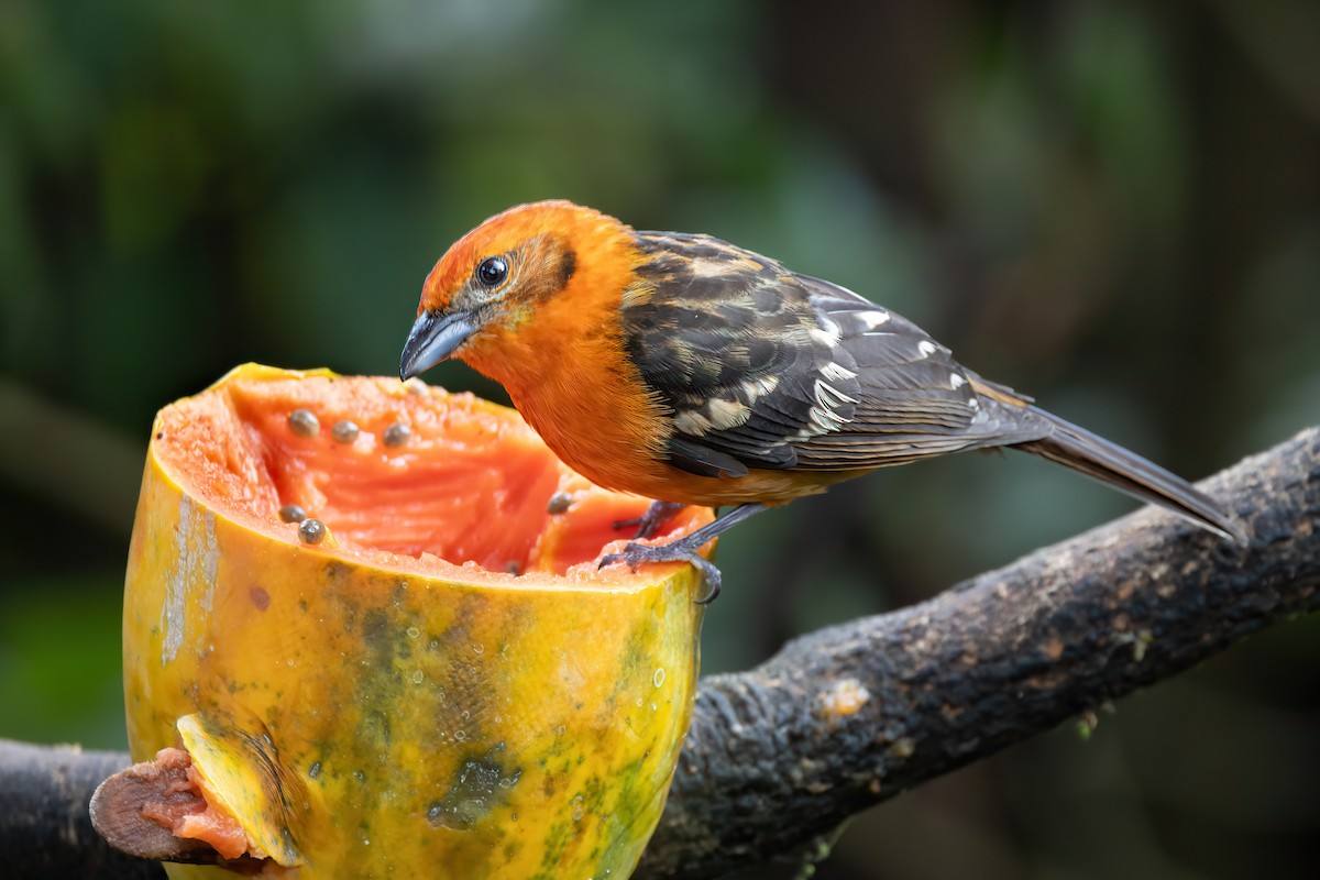 Flame-colored Tanager - ML619115162