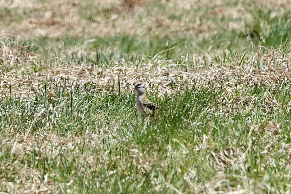 White-crowned Sparrow (Yellow-billed) - ML619115261