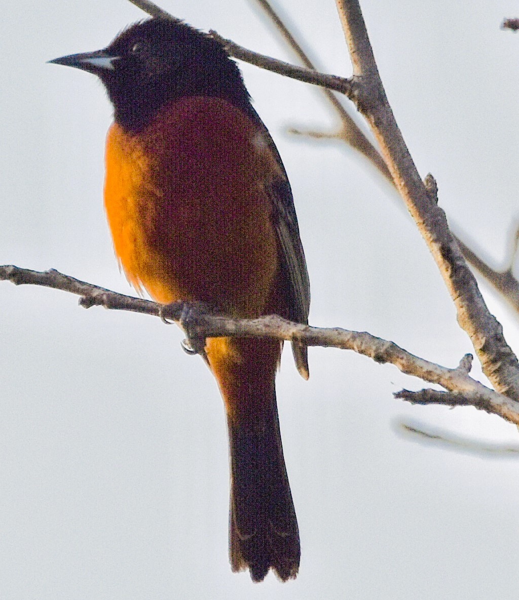 Orchard Oriole - ML619115302