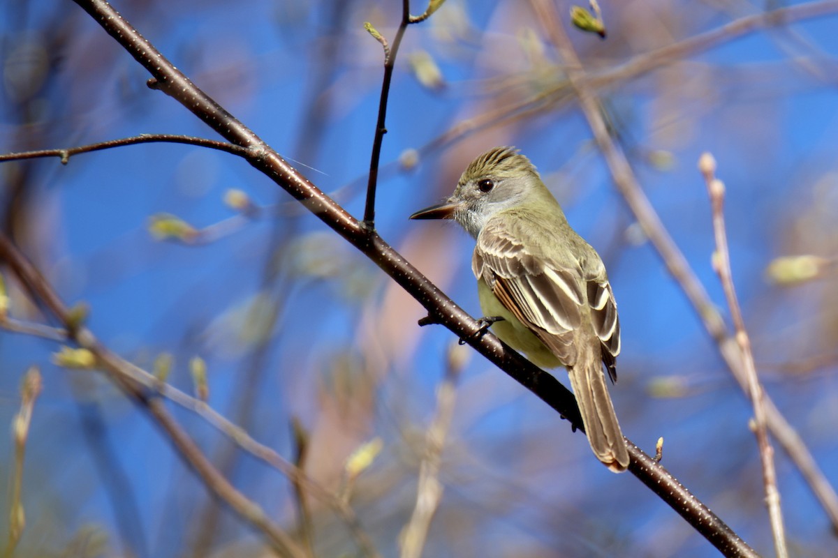 Great Crested Flycatcher - ML619115323