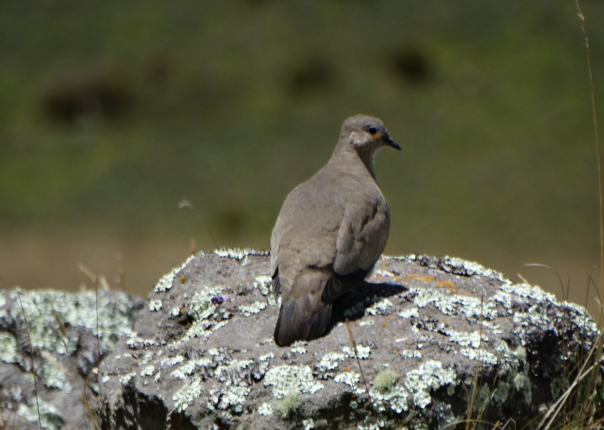 Black-winged Ground Dove - ML619115326