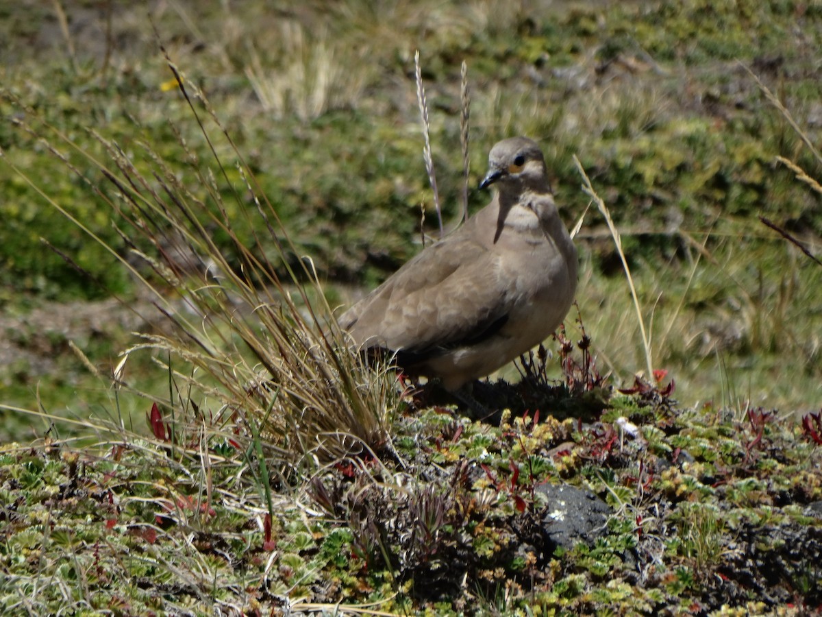 Black-winged Ground Dove - ML619115327