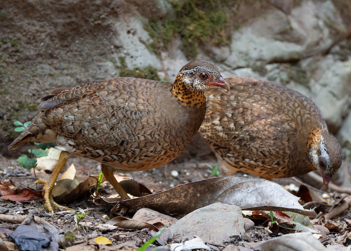 Scaly-breasted Partridge (Green-legged) - ML619115346