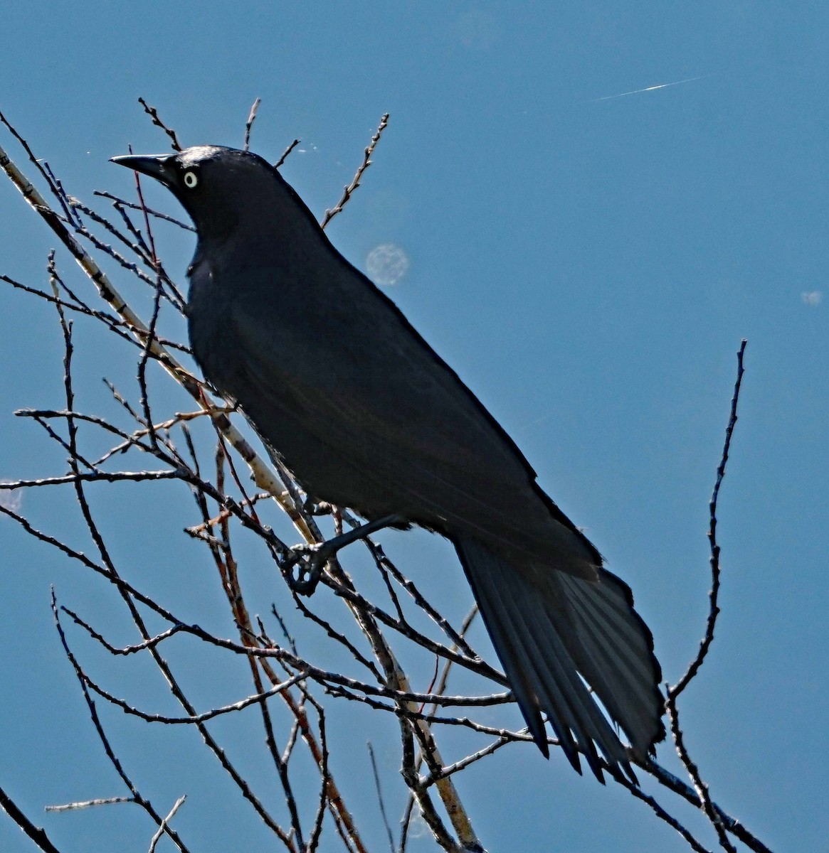 Great-tailed Grackle - ML619115363