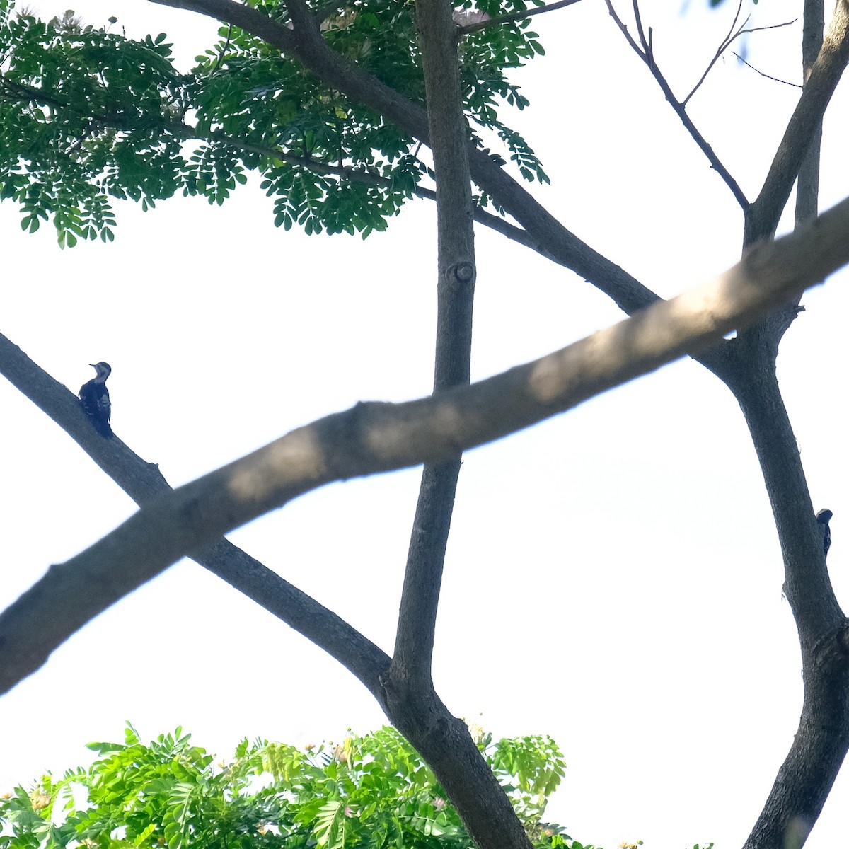 Gray-capped Pygmy Woodpecker - ML619115379
