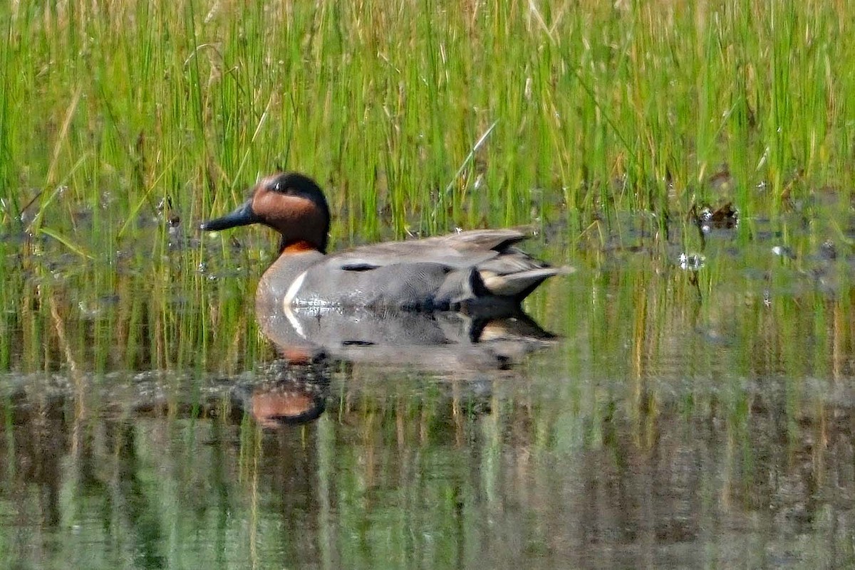 Green-winged Teal - ML619115383