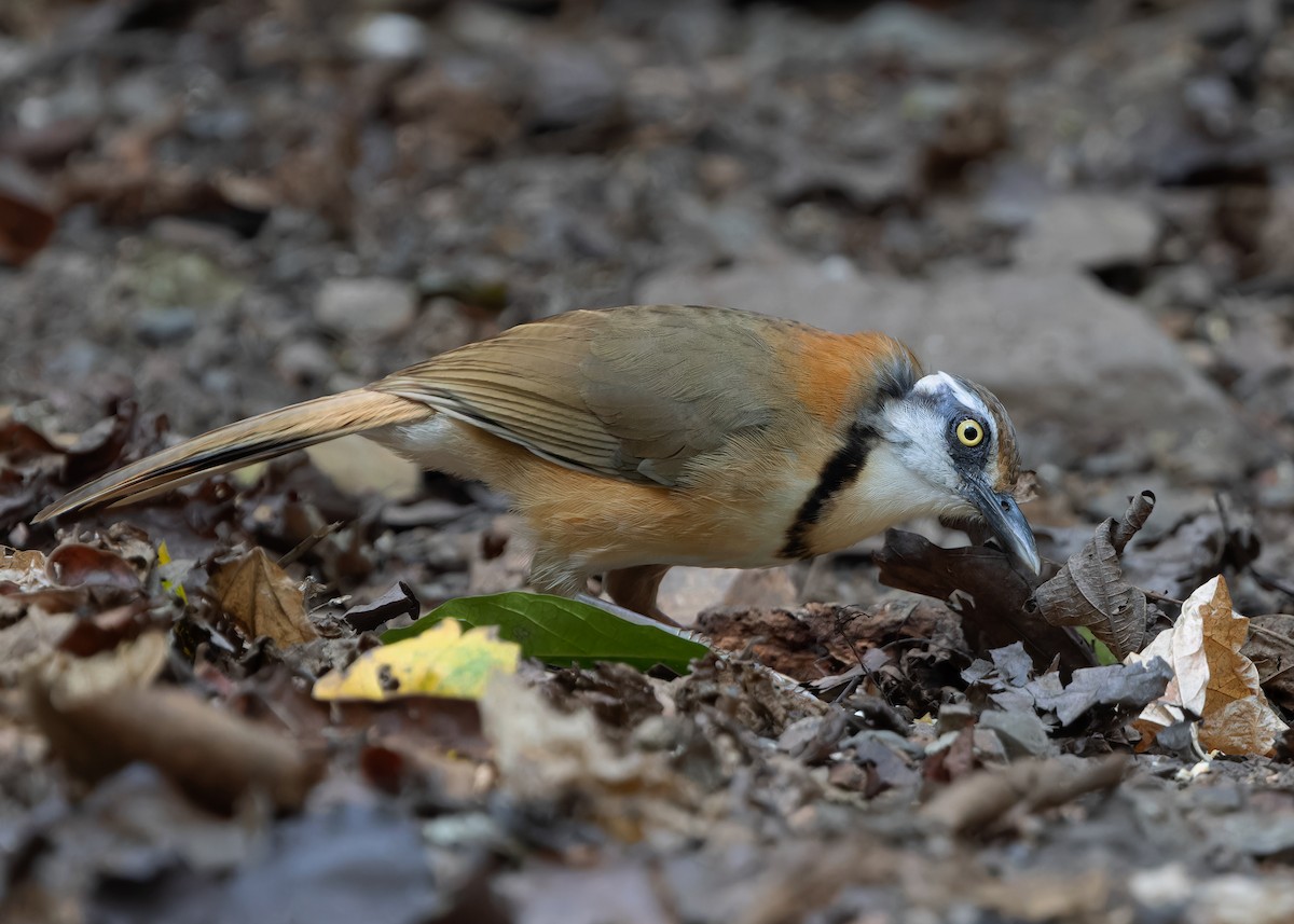 Lesser Necklaced Laughingthrush - ML619115388