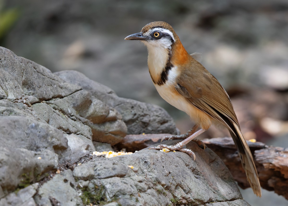 Lesser Necklaced Laughingthrush - ML619115389