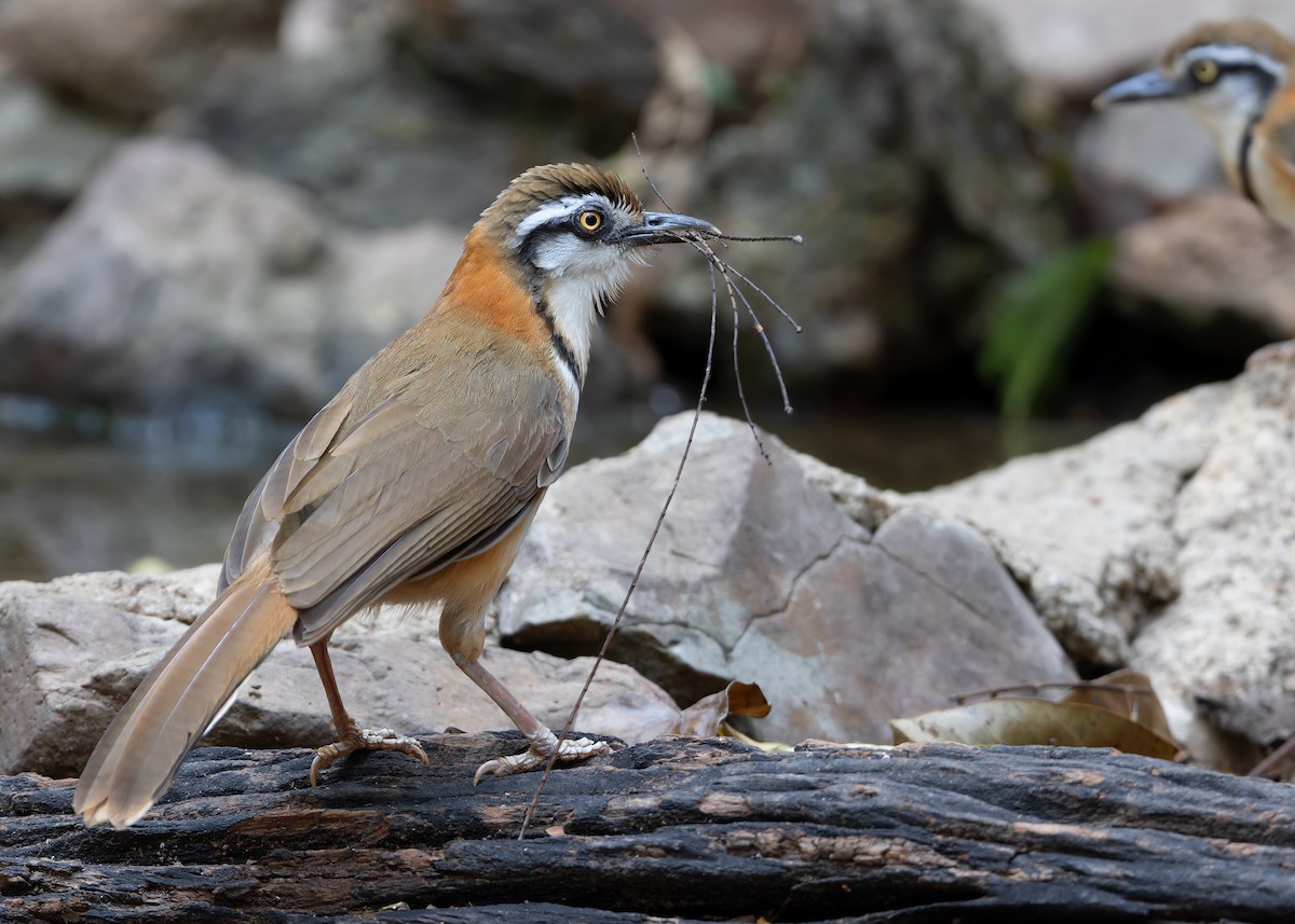 Lesser Necklaced Laughingthrush - ML619115390