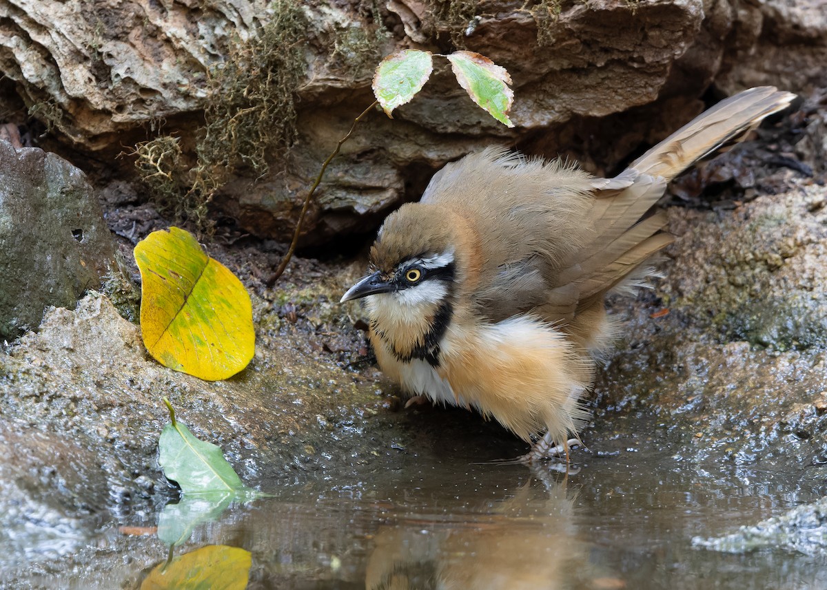 Lesser Necklaced Laughingthrush - ML619115391