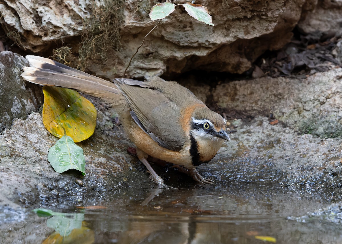 Lesser Necklaced Laughingthrush - ML619115392