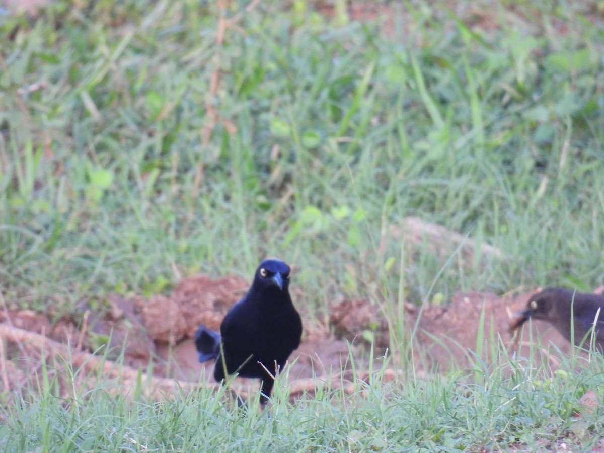 Great-tailed Grackle - ML619115467