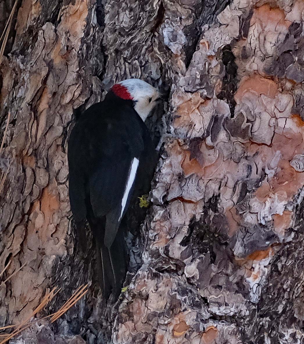 White-headed Woodpecker - ML619115484