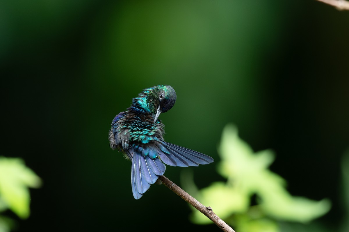 kolibřík vidloocasý - ML619115488