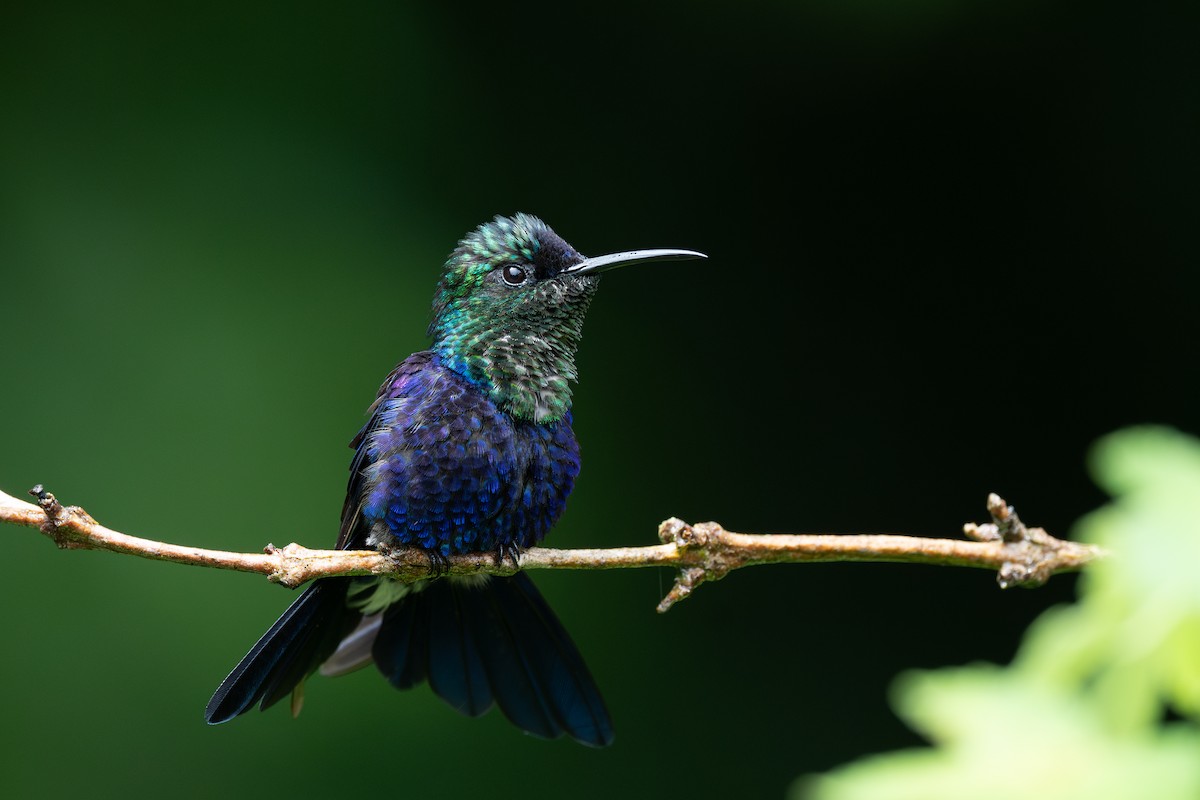 kolibřík vidloocasý - ML619115489